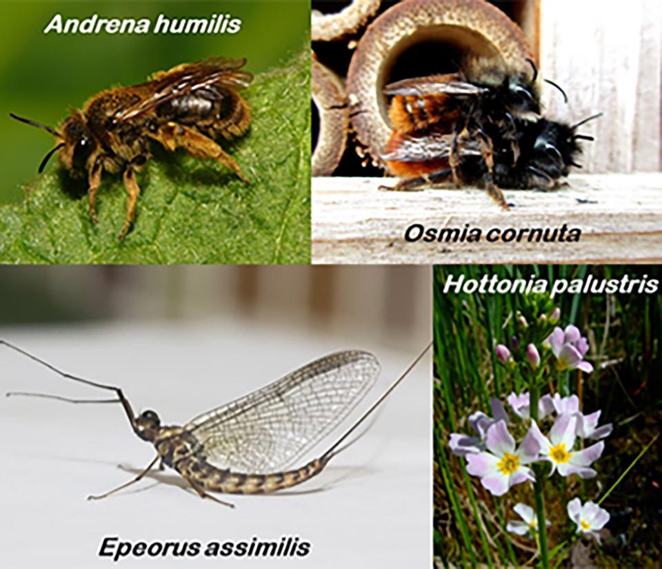 picture of bees, butterflies, moths, flies and other insects